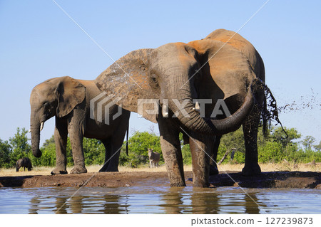 African elephant 127239873
