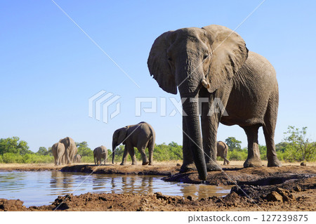 非洲大象 127239875