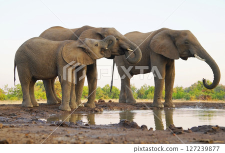非洲大象 127239877