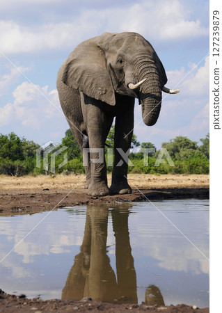 African elephant African elephant 127239879