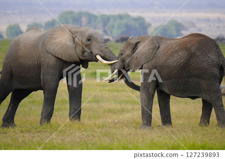 非洲大象 127239893