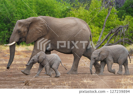 African elephant African elephant 127239894