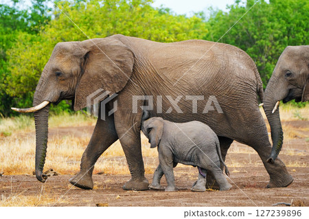 African elephant 127239896