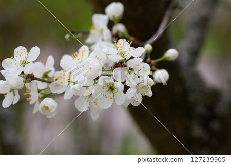 Macro White cherry blossoms on a branch in the garden, also known as cherry blossoms. Cherry blossom tree, selective focus. 127239905