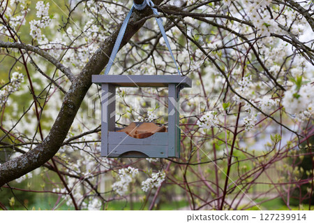 Bird feeder with bread on a blooming cherry tree in the garden. 127239914