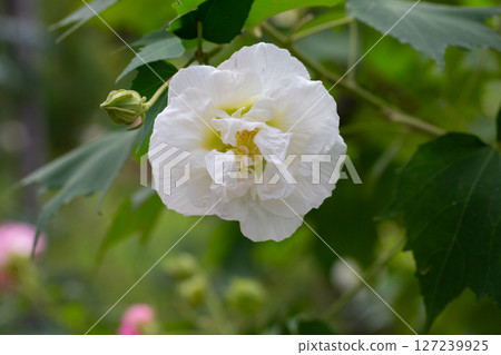 bright large white flowers of Hibiscus mutabilis, in the garden, also known as the Confederate rose, Dixie rosemallow, cotton rose or cotton rosemallow. Summer floral background. 127239925