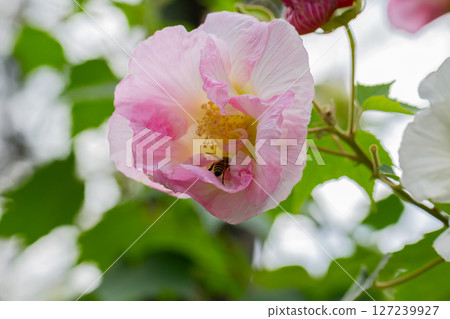 bright large pink flowers of Hibiscus mutabilis, in the garden, also known as the Confederate rose, Dixie rosemallow, cotton rose or cotton rosemallow. Summer floral background. bright large pink flowers of Hibiscus mutabilis, in the garden, also known as the Confederate rose, Dixie rosemallow, cotton rose or cotton rosemallow. Summer floral background. 127239927