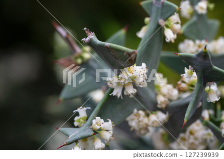 Colletia cruciform (Cruciata gillies and hook) macro. a shrub with linear leaflets and lateral shoots arranged in a criss-cross pattern. 127239939