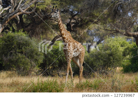 Masai giraffe Masai giraffe 127239967