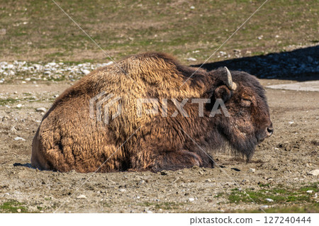American buffalo known as bison, Bos bison in a german park American buffalo known as bison, Bos bison in a german park 127240444