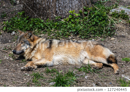 European Grey Wolf, Canis lupus in a german park 127240445