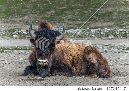 American buffalo known as bison, Bos bison in a german park American buffalo known as bison, Bos bison in a german park 127240447