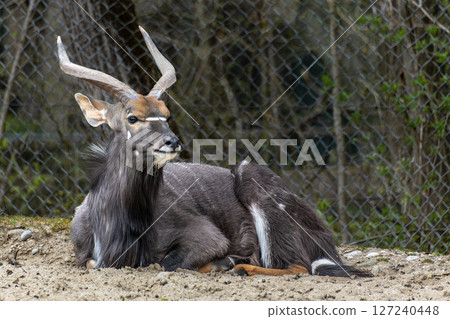 Nyala Antelope - Tragelaphus angasii. Wild life animal. 127240448