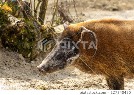Red river hog, Potamochoerus porcus, also known as the bush pig. 127240450
