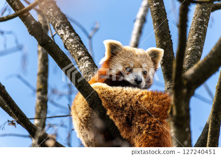 The red panda, Ailurus fulgens, also called the lesser panda. 127240451