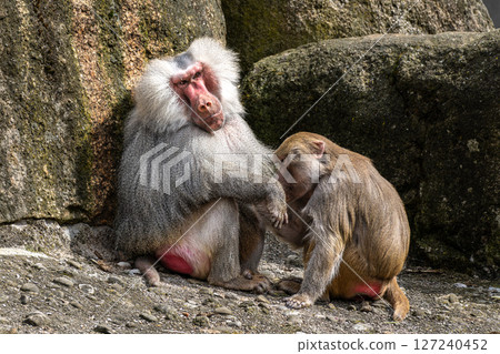 Hamadryas baboon, papio hamadryas, sitting together and grooming each other. Hamadryas baboon, papio hamadryas, sitting together and grooming each other. 127240452