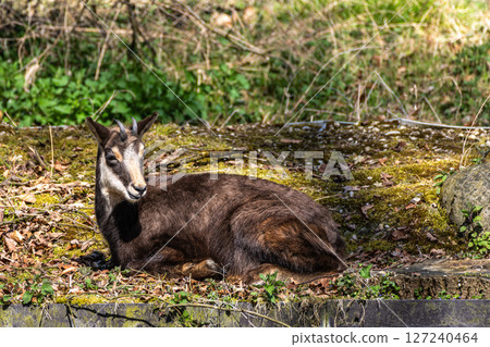 Apennine chamois, Rupicapra pyrenaica ornata, is living in Italy and Spain 127240464