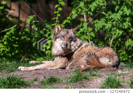 European Grey Wolf, Canis lupus in a german park 127240472