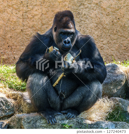 Gorillas are ground-dwelling, predominantly herbivorous apes, Sub-Saharan Africa Gorillas are ground-dwelling, predominantly herbivorous apes, Sub-Saharan Africa 127240473