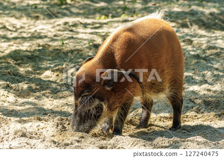 Red river hog, Potamochoerus porcus, also known as the bush pig. Red river hog, Potamochoerus porcus, also known as the bush pig. 127240475
