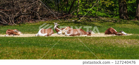 Dama gazelle, Gazella dama mhorr or mhorr gazelle is a species of gazelle Dama gazelle, Gazella dama mhorr or mhorr gazelle is a species of gazelle 127240476