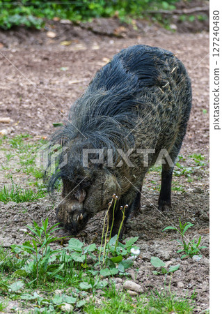 The Visayan warty pig, Sus cebifrons is a critically endangered pig The Visayan warty pig, Sus cebifrons is a critically endangered pig 127240480
