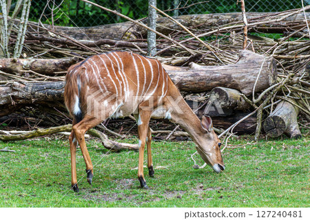 Nyala Antelope - Tragelaphus angasii. Wild life animal. Nyala Antelope - Tragelaphus angasii. Wild life animal. 127240481