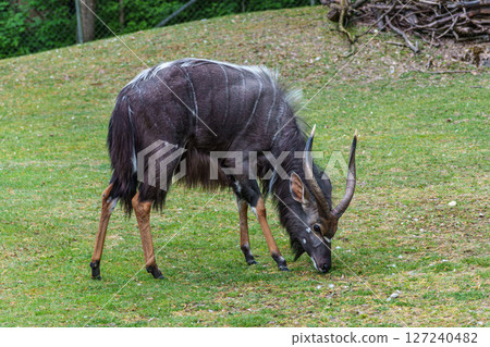 Nyala Antelope - Tragelaphus angasii. Wild life animal. 127240482