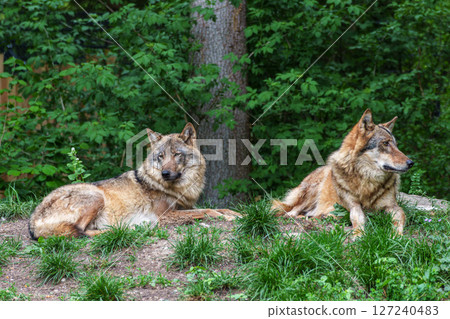 European Grey Wolf, Canis lupus in a german park 127240483