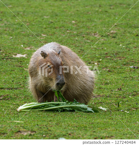 Capybara, Hydrochoerus hydrochaeris grazing on fresh green grass 127240484