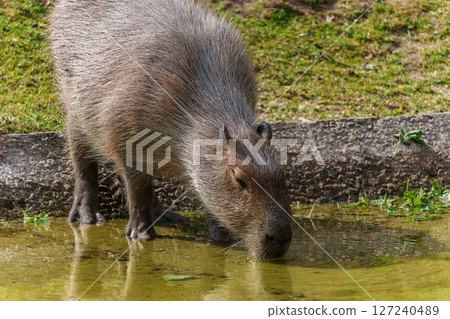 The Capybara, Hydrochoerus hydrochaeris is the largest living rodent in the world. 127240489