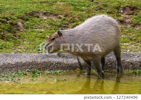The Capybara, Hydrochoerus hydrochaeris is the largest living rodent in the world. The Capybara, Hydrochoerus hydrochaeris is the largest living rodent in the world. 127240490
