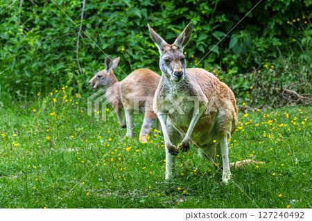 The red kangaroo, Macropus rufus is the largest of all kangaroos and the largest extant marsupial. 127240492