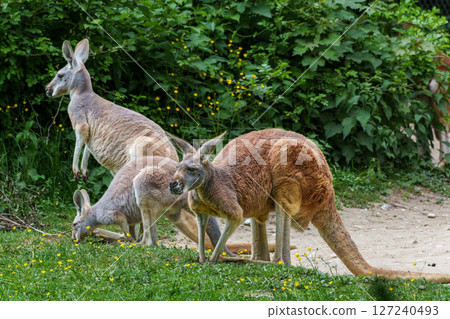 The red kangaroo, Macropus rufus is the largest of all kangaroos and the largest extant marsupial. 127240493