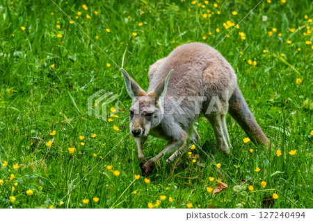 The red kangaroo, Macropus rufus is the largest of all kangaroos and the largest extant marsupial. 127240494