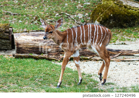 Baby Nyala Antelope - Tragelaphus angasii. Wild life animal. Baby Nyala Antelope - Tragelaphus angasii. Wild life animal. 127240496