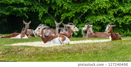 Dama gazelle, Gazella dama mhorr or mhorr gazelle is a species of gazelle 127240498