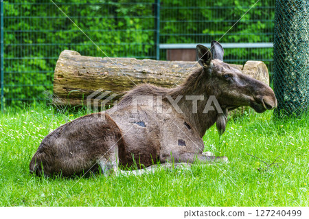European Moose, Alces alces, also known as the elk 127240499