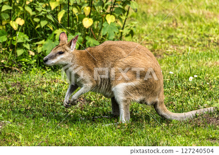 The agile wallaby, Macropus agilis also known as the sandy wallaby 127240504