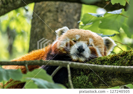 The red panda, Ailurus fulgens, also called the lesser panda. 127240505
