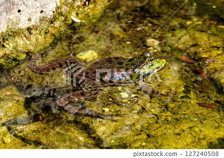 Common frog, Rana temporaria, single reptile croaking in water, also known as the European grass frog Common frog, Rana temporaria, single reptile croaking in water, also known as the European grass frog 127240508
