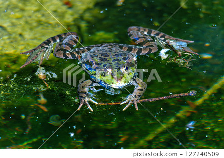 Common frog, Rana temporaria, single reptile croaking in water, also known as the European grass frog 127240509