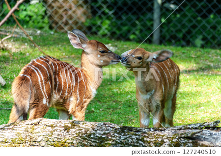 Baby Nyala Antelope - Tragelaphus angasii. Wild life animal. Baby Nyala Antelope - Tragelaphus angasii. Wild life animal. 127240510