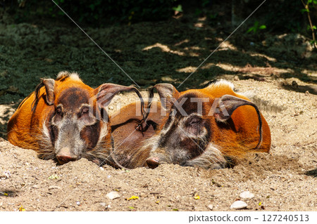 Red river hog, Potamochoerus porcus, also known as the bush pig. 127240513