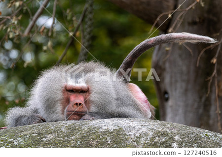 The hamadryas baboon, Papio hamadryas is a species of baboon 127240516