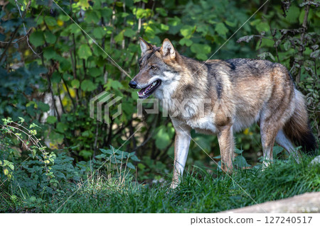 European Grey Wolf, Canis lupus in a german park 127240517