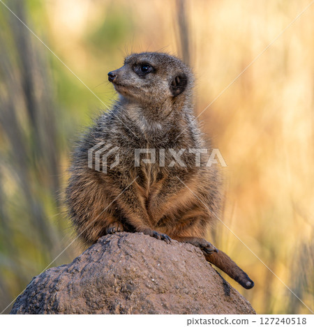 Meerkat, Suricata suricatta sitting on a stone and looking into the distance 127240518