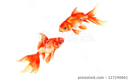 Red goldfish watercolor illustration 127240661
