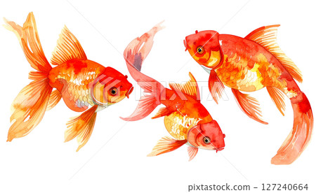 紅金魚水彩插圖 127240664