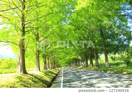 新鮮的綠色水杉 新鮮的綠色水杉 127240916